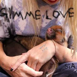 Sia – Gimme Love – Single [iTunes Plus AAC M4A]